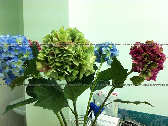 Цветы в кабинетах врачей